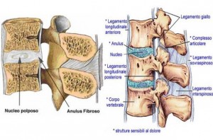 anatomia vertebra cervicale