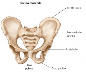 bacino-acetabolo