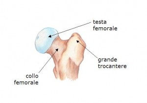 femore prossimale