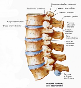 vertebre lombari