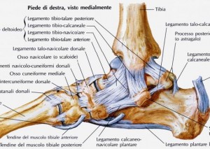 anatomia caviglia