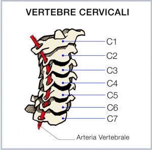 arteria vertebrale