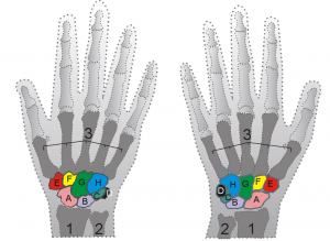 ossa della mano