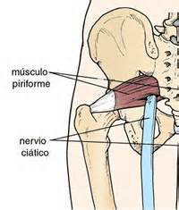 piriforme anatomia