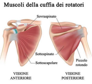 muscoli-cuffia-rotatori