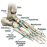 anatomia del piede