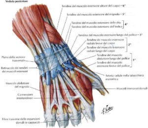 anatomia del polso