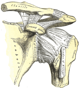 anatomia spalla