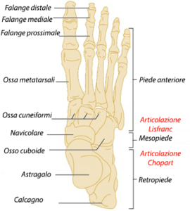 anatomia piede