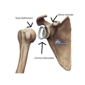 cercine glenoideo spalla anatomia