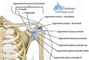 legamenti spalla anatomia