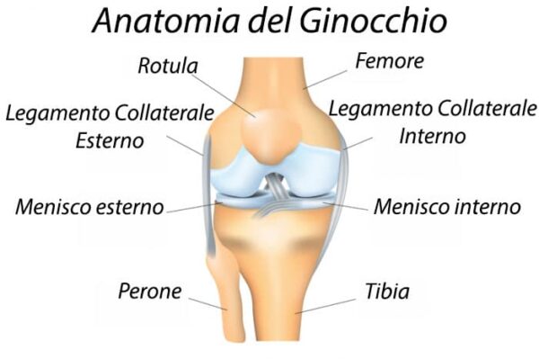 anatomia ginocchio