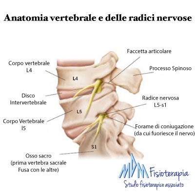 anatomia vertebrale radici nervose