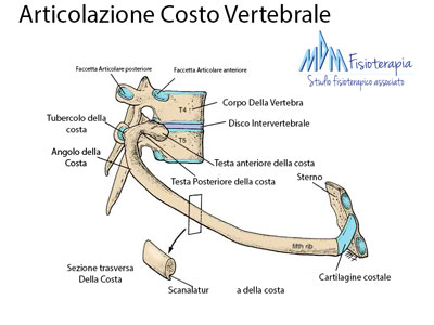 articolazione costo-vertebrale