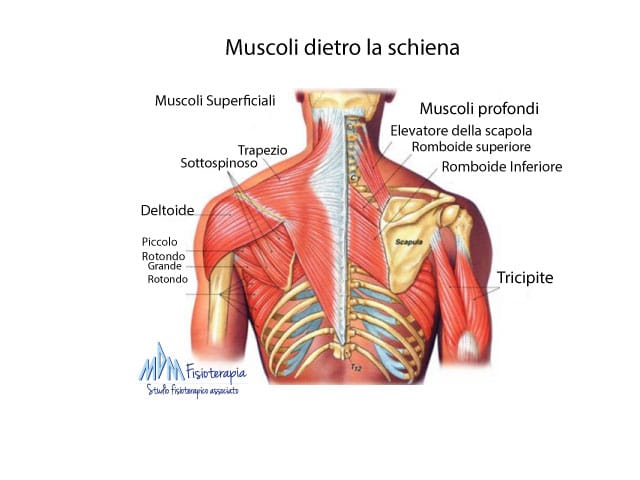 muscoli dietro schiena