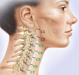 anatomia cervicale