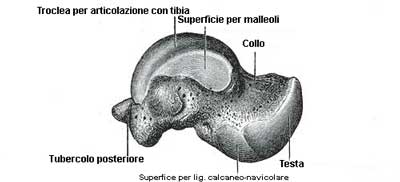 astragalo