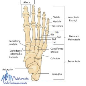 piede anatomia