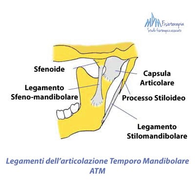 legamenti articolazione temporo-mandibolare