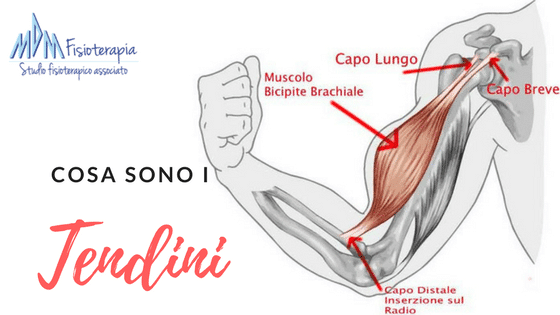 Tendine Spalla Rotto O Lesionato Cosa Fare E Come Guarire In Fretta