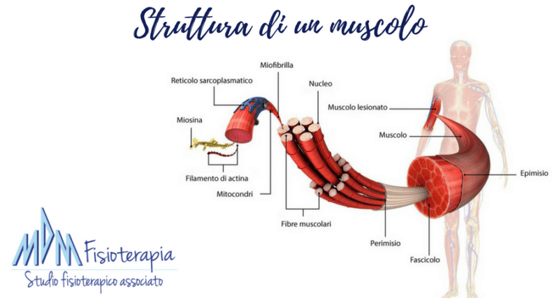 struttura di un muscolo