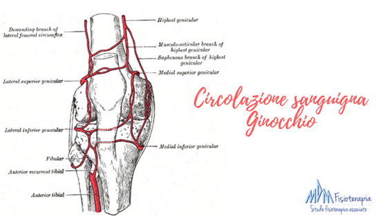 circolazione sanguigna ginocchio