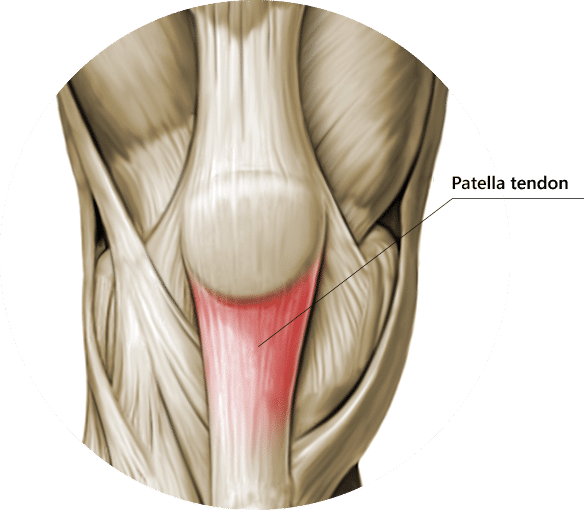 tendine rotuleo