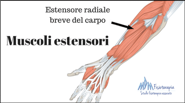 Estensore radiale breve del carpo (1)