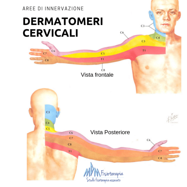 dermatomeri cervicali