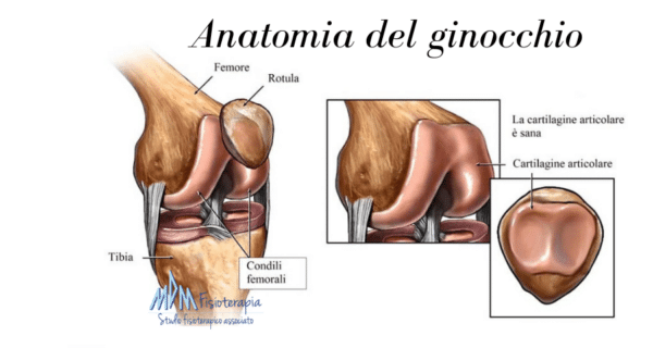 Anatomia del ginocchio rotula