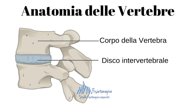 Anatomia dei dischi vertebrali