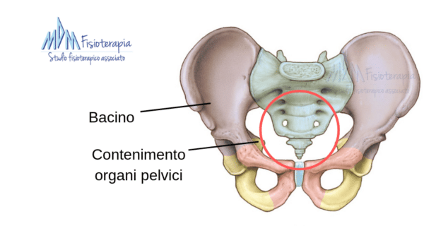 Anatomia del BACINO
