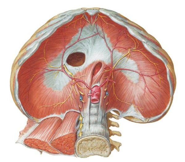 Diaframma fori per esofago e aorta