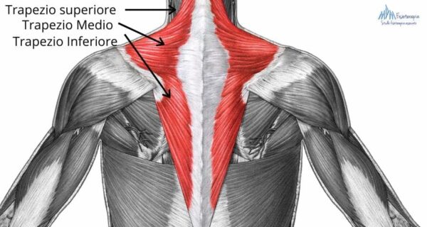 fibre del Trapezio