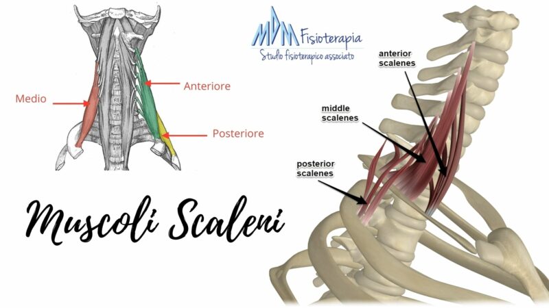 Muscoli scaleni cosa sono