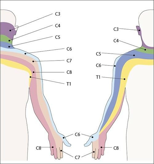 dermatomeri arto superiore