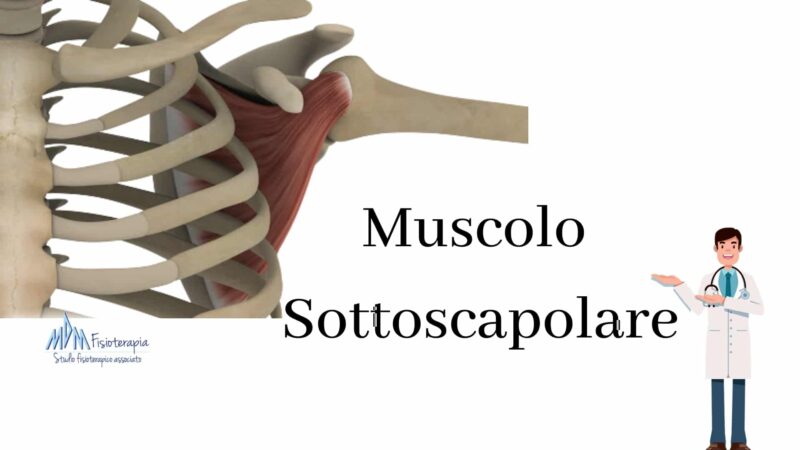 muscolo sottoscapolare anatomia