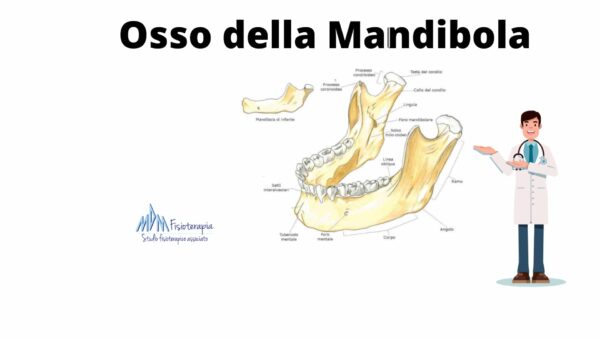 osso della mandibola