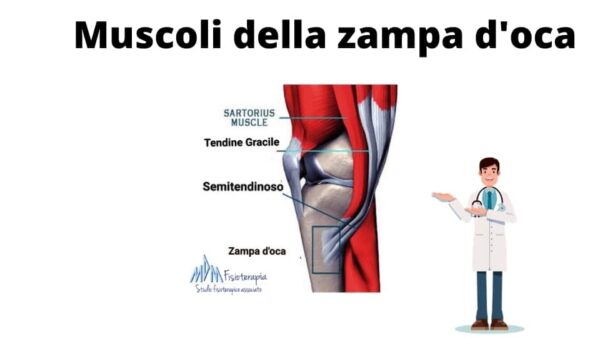 muscoli della zampa d'oca