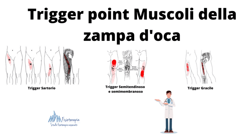 muscoli della zampa d'oca