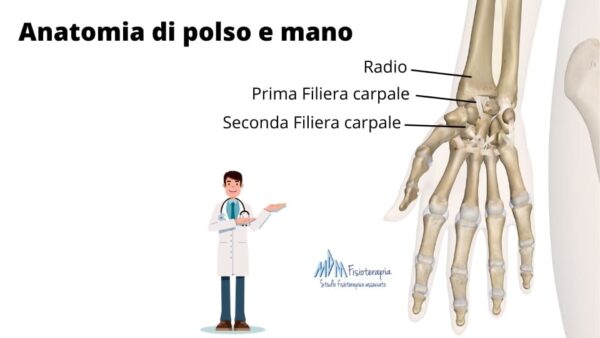 Anatomia mano